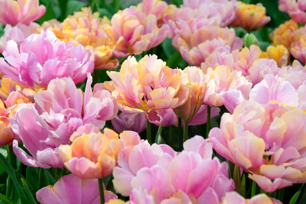 Tulpan 'Pink Star'